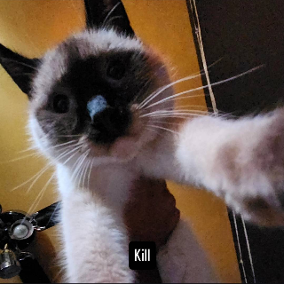 Kill cat Discord sticker