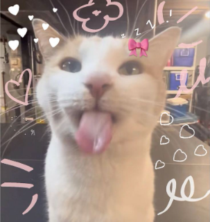 cat bleh Discord sticker