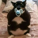 chunky dog .gg/snore