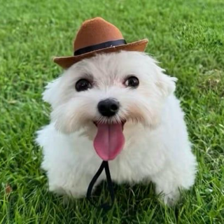 cowboy dog Discord sticker