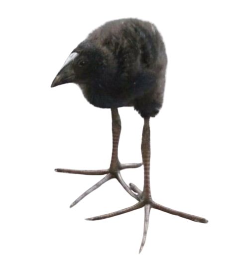 DAMN Discord sticker