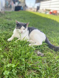 Cat in the grass /catnip 
