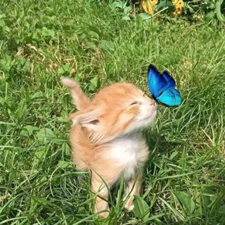 peace cat  | .gg/cinnabun