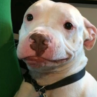 Smirkin Dawg (He knows sum) Discord sticker