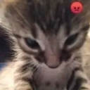 angy_kitten |  gg/pot