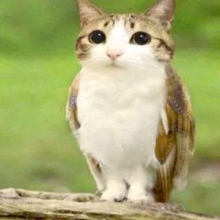 Meowl Discord sticker
