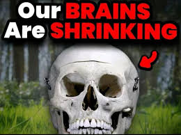 Our Brains Are Shrinking