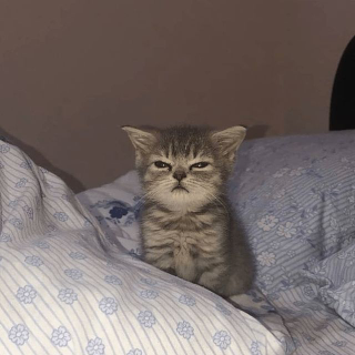 cat angry