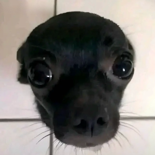 cute puppy .gg/snore