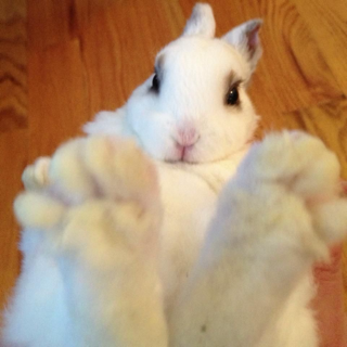 bunny feet .gg/snore
