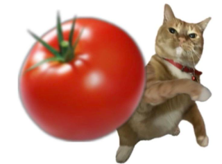 Cat Tomato Discord sticker