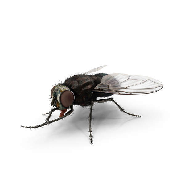 random fly | .gg/supacon