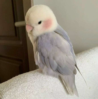 Naz blush gg/pakistan