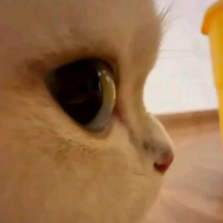 sideeye cat .gg/talks