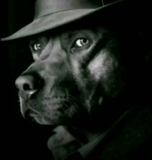 dog stare (.gg/soundboard)