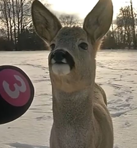 deer interview ⭑ /ghouliez