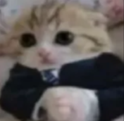 BUSINESS CAT Discord sticker
