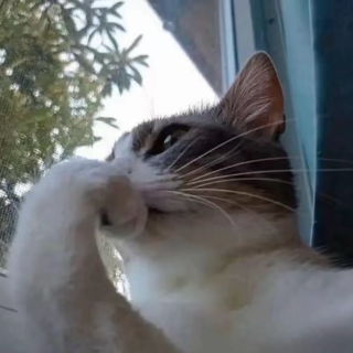 Cathmm  Discord sticker
