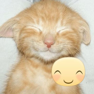 cat smile | .gg/cinnabun