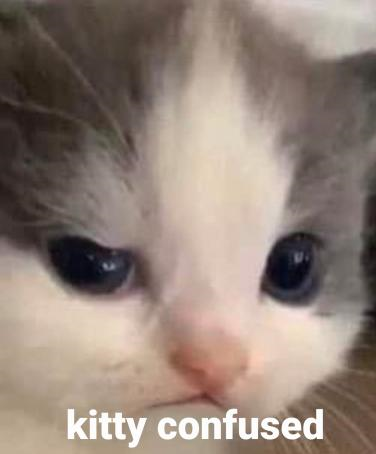 kitty confused