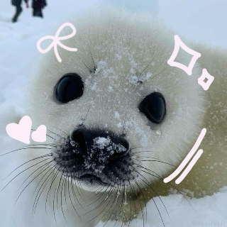 Heyyseal