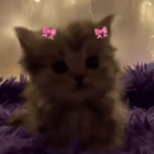 Meow .gg/brattyx