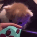 bite .gg/brattyx