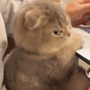 Cat side eye (/eclipsess)