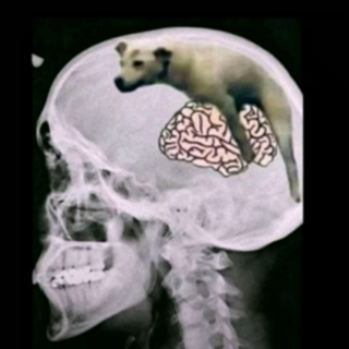 Chuda wa dimagh gg/pakistan