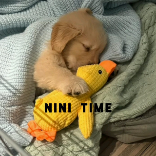 NINI TAME Discord sticker