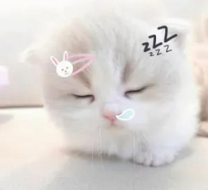 sleepy cat .gg/snore