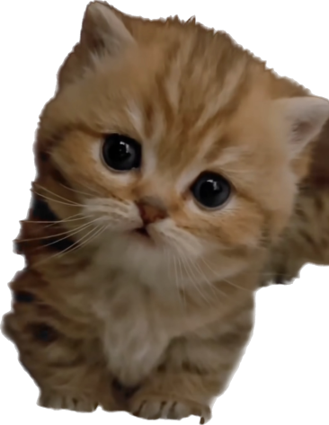 cutekitty