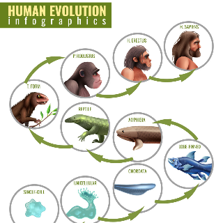 Human Evolution