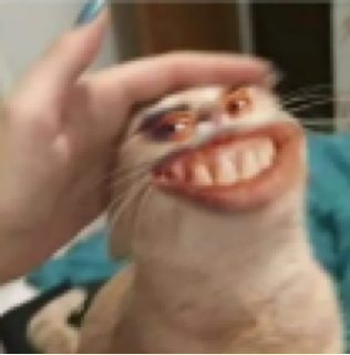 Cat smile