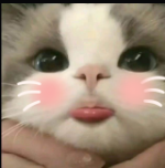 CuteCat
