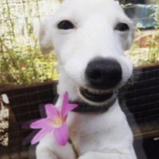 Flower dog