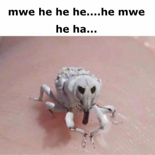 evil weevil