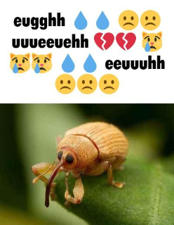 sad weevil