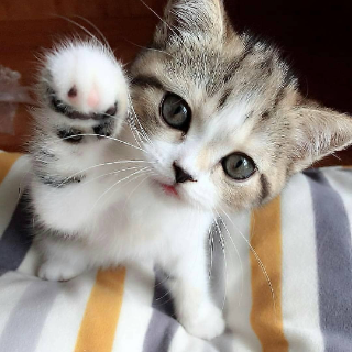 CHAT moustache