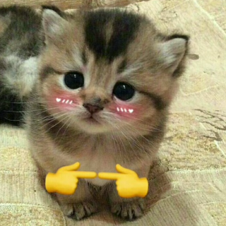 CatShy