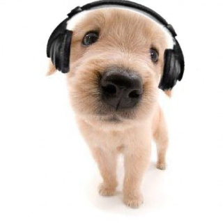 Music Dog (Gsip) Discord sticker