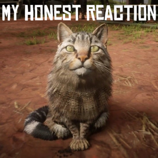 My Honest Reaction Cat Discord sticker