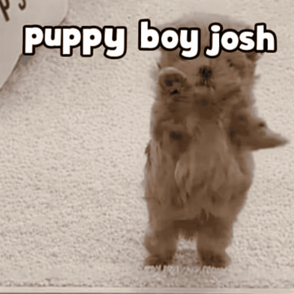 puppy boy josh yy
