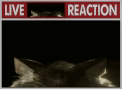 Live Sweet Shalquoir Reaction Discord sticker