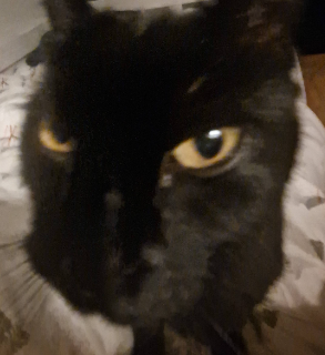 Tipi le vicieux