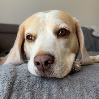 mia — dns | .gg/kissies