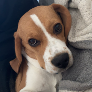 opie — dns | .gg/kissies