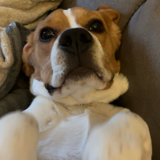 opie — dns | .gg/kissies