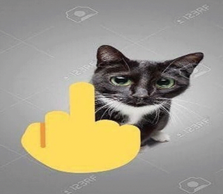 Middle finger cat