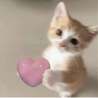Heart cat